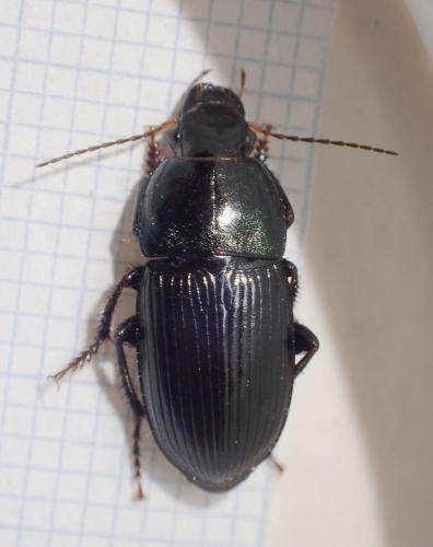 Réf. 221 001 : Harpalus dimidiatus